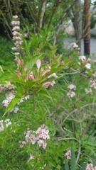 Weigela hortensis