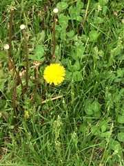 Taraxacum officinale
