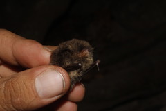 Myotis findleyi