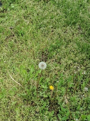 Taraxacum erythrospermum