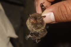 Myotis findleyi