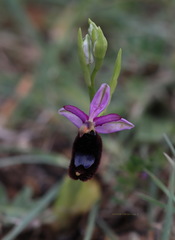Ophrys bertolonii bertolonii