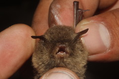 Myotis findleyi