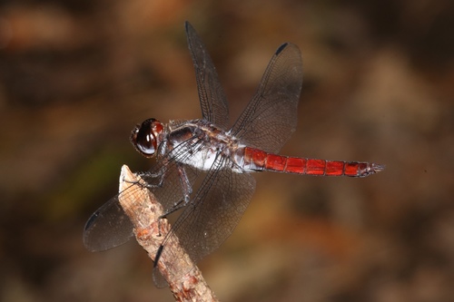 Silver-sided Skimmer