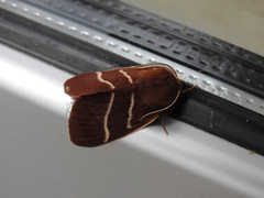 Macrothylacia digramma