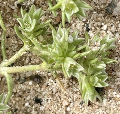 Scleranthus annuus