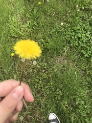 Taraxacum