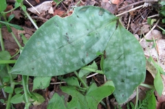 Erythronium umbilicatum