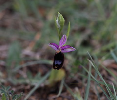 Ophrys bertolonii bertolonii