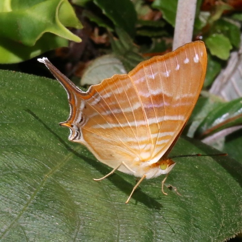 Marpesia marcella
