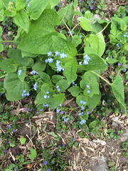 Brunnera