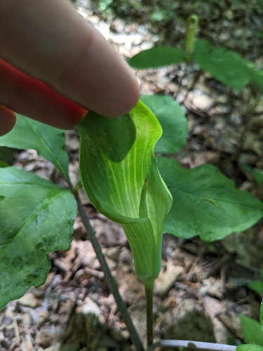 Arisaema quinatum, photograph 2