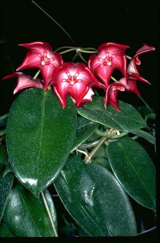 Waxflower (Hoya macgillivrayi)