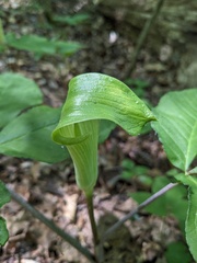 Arisaema quinatum, photograph Laura J. Costello, CC BY, iNaturalist via GBIF