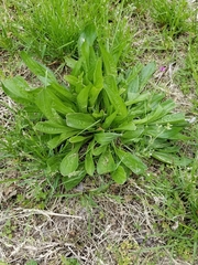 Plantago lanceolata