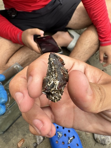 Vitularia salebrosa, 2024-04-26