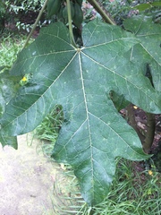 Vasconcellea pubescens