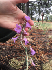 Penstemon secundiflorus