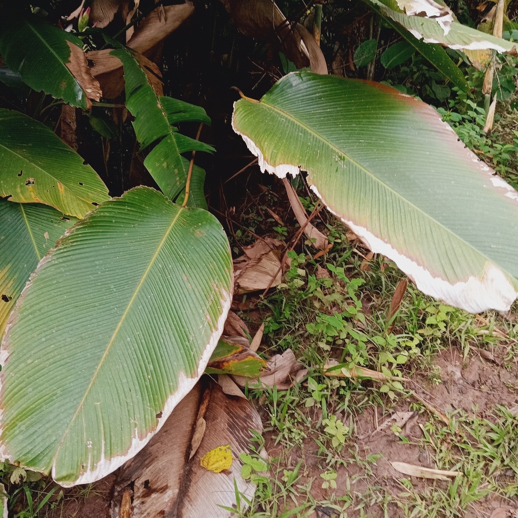 Calathea lateralis (Calathea lateralis)