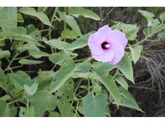 Hibiscus striatus lambertianus