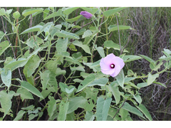 Hibiscus striatus lambertianus
