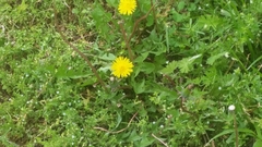 Taraxacum officinale
