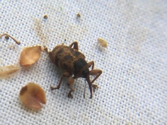 Curculio venosus