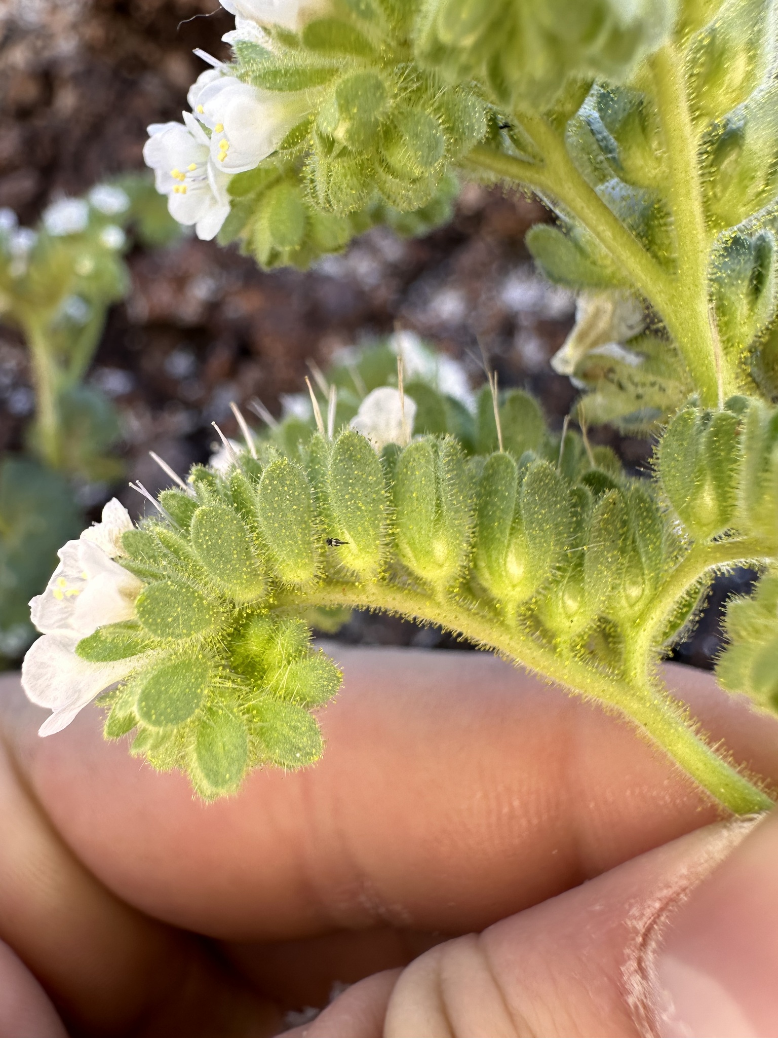 Phacelia anelsonii