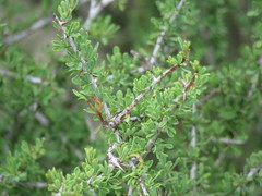 Condalia spathulata