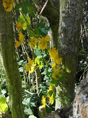 Tropaeolum seemannii