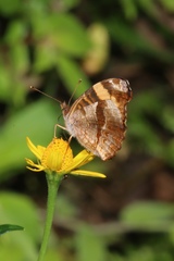 Anthanassa crithona