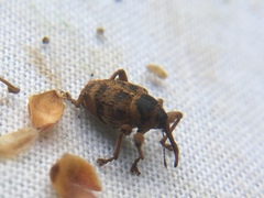 Curculio venosus
