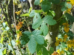 Tropaeolum seemannii