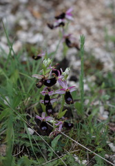 Ophrys bertolonii bertolonii