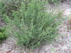 Condalia spathulata
