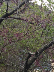 Cercis