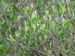 Nahuatlea hypoleuca