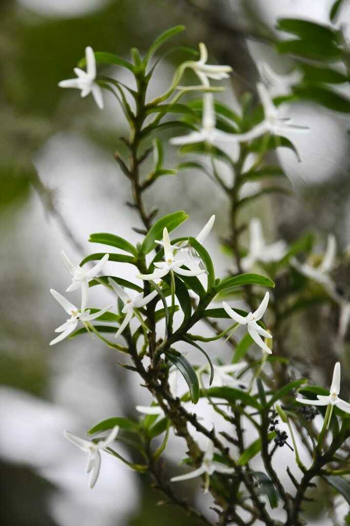 Jumellea rossii