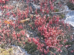 Sedum smallii