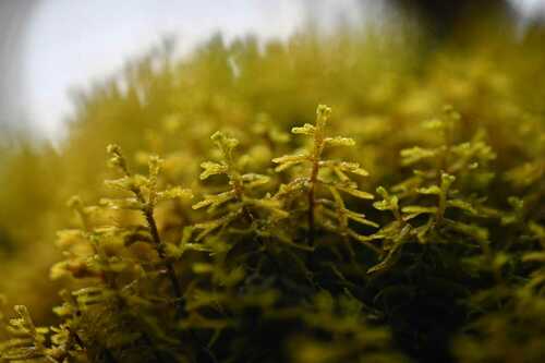 Mastigophora diclados observed 2023-01-15