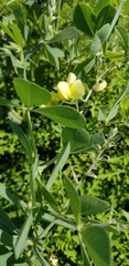 Baptisia bracteata leucophaea