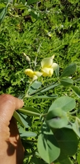 Baptisia bracteata leucophaea