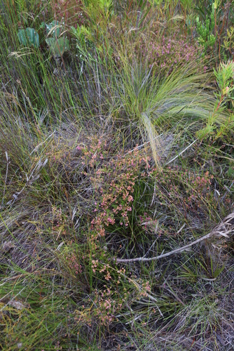 Image of Erica multumbellifera by (c) Tony Rebelo, some rights reserved (CC BY-SA)