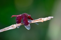 Neurothemis papuensis