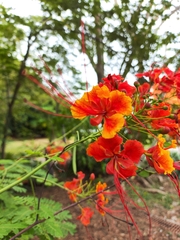 Caesalpinia pulcherrima image