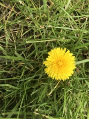 Taraxacum