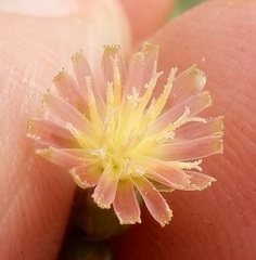 Lactuca ludoviciana