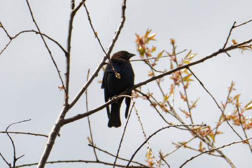 Brown-headed Cowbird photographed in Michigan