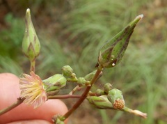 Lactuca ludoviciana
