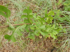 Lactuca ludoviciana